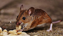 24 Hour & Emergency Exterminators in Mackinaw City, MI